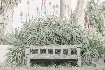 old wooden bench covered in lichen and moss framed by blooming agave