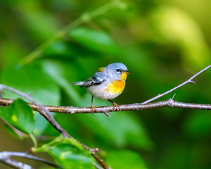 A small warbler of the upper canopy, the Northern Parula can be found in boreal forests of Quebec. It nests in Canada in June and July and after returns south to spend the winter.