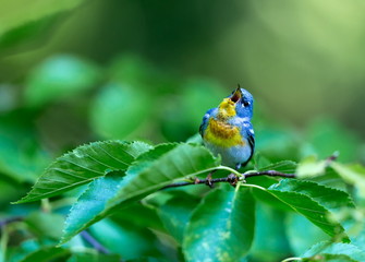 A small warbler of the upper canopy, the Northern Parula can be found in boreal forests of Quebec. It nests in Canada in June and July and after returns south to spend the winter.
