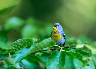 A small warbler of the upper canopy, the Northern Parula can be found in boreal forests of Quebec. It nests in Canada in June and July and after returns south to spend the winter.