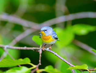 A small warbler of the upper canopy, the Northern Parula can be found in boreal forests of Quebec. It nests in Canada in June and July and after returns south to spend the winter.