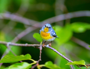 A small warbler of the upper canopy, the Northern Parula can be found in boreal forests of Quebec. It nests in Canada in June and July and after returns south to spend the winter.