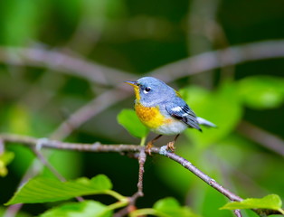 A small warbler of the upper canopy, the Northern Parula can be found in boreal forests of Quebec. It nests in Canada in June and July and after returns south to spend the winter.