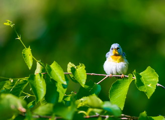 A small warbler of the upper canopy, the Northern Parula can be found in boreal forests of Quebec. It nests in Canada in June and July and after returns south to spend the winter.