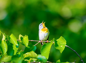 A small warbler of the upper canopy, the Northern Parula can be found in boreal forests of Quebec. It nests in Canada in June and July and after returns south to spend the winter.