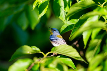 A small warbler of the upper canopy, the Northern Parula can be found in boreal forests of Quebec. It nests in Canada in June and July and after returns south to spend the winter.