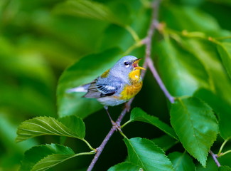 A small warbler of the upper canopy, the Northern Parula can be found in boreal forests of Quebec. It nests in Canada in June and July and after returns south to spend the winter.