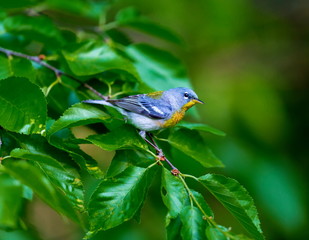 A small warbler of the upper canopy, the Northern Parula can be found in boreal forests of Quebec. It nests in Canada in June and July and after returns south to spend the winter.