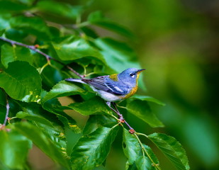 A small warbler of the upper canopy, the Northern Parula can be found in boreal forests of Quebec. It nests in Canada in June and July and after returns south to spend the winter.