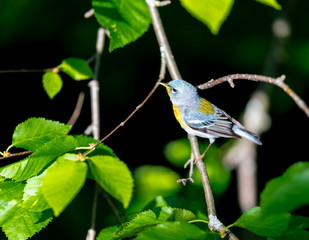 A small warbler of the upper canopy, the Northern Parula can be found in boreal forests of Quebec. It nests in Canada in June and July and after returns south to spend the winter.