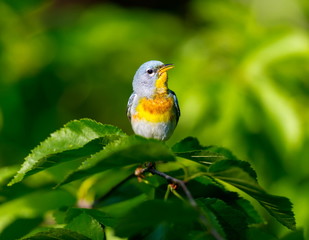 A small warbler of the upper canopy, the Northern Parula can be found in boreal forests of Quebec. It nests in Canada in June and July and after returns south to spend the winter.