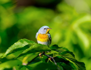 Fototapeta premium A small warbler of the upper canopy, the Northern Parula can be found in boreal forests of Quebec. It nests in Canada in June and July and after returns south to spend the winter.