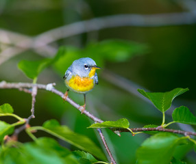 A small warbler of the upper canopy, the Northern Parula can be found in boreal forests of Quebec. It nests in Canada in June and July and after returns south to spend the winter.