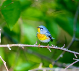 A small warbler of the upper canopy, the Northern Parula can be found in boreal forests of Quebec. It nests in Canada in June and July and after returns south to spend the winter.