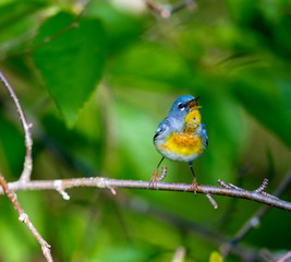 A small warbler of the upper canopy, the Northern Parula can be found in boreal forests of Quebec. It nests in Canada in June and July and after returns south to spend the winter.