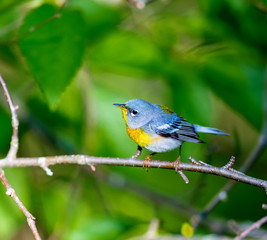 A small warbler of the upper canopy, the Northern Parula can be found in boreal forests of Quebec. It nests in Canada in June and July and after returns south to spend the winter.