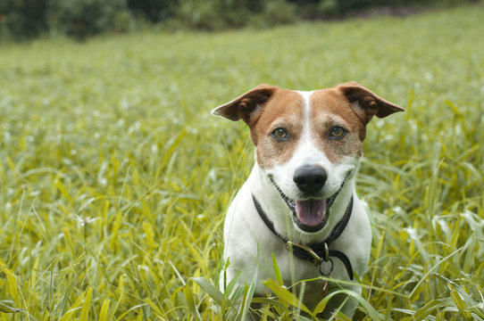 Happy little Jack Russell Terrier dog  sitting in the grass