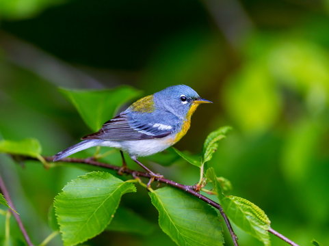 A small warbler of the upper canopy, the Northern Parula can be found in boreal forests of Quebec. It nests in Canada in June and July and after returns south to spend the winter.