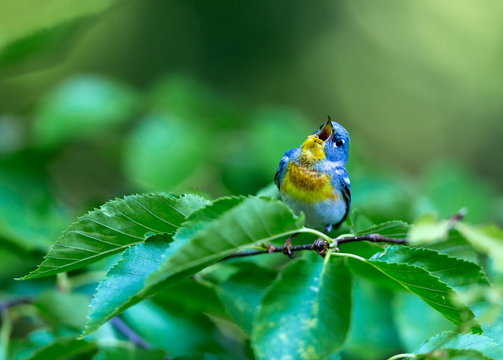 A small warbler of the upper canopy, the Northern Parula can be found in boreal forests of Quebec. It nests in Canada in June and July and after returns south to spend the winter.