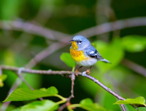 A small warbler of the upper canopy, the Northern Parula can be found in boreal forests of Quebec. It nests in Canada in June and July and after returns south to spend the winter.