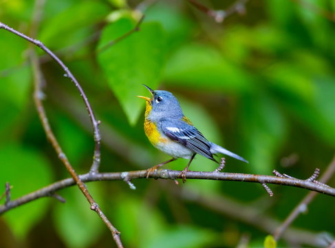 A small warbler of the upper canopy, the Northern Parula can be found in boreal forests of Quebec. It nests in Canada in June and July and after returns south to spend the winter.