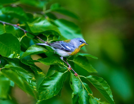 A small warbler of the upper canopy, the Northern Parula can be found in boreal forests of Quebec. It nests in Canada in June and July and after returns south to spend the winter.