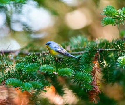 A small warbler of the upper canopy, the Northern Parula can be found in boreal forests of Quebec. It nests in Canada in June and July and after returns south to spend the winter.