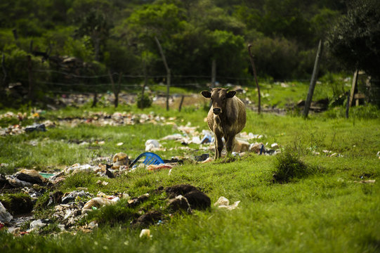 Contaminaci&oacute;n medio ambiente 
