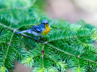 A small warbler of the upper canopy, the Northern Parula can be found in boreal forests of Quebec. It nests in Canada in June and July and after returns south to spend the winter.