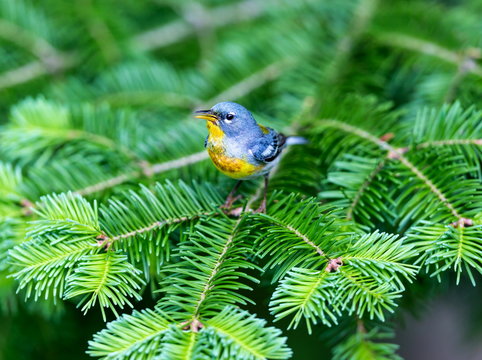 A small warbler of the upper canopy, the Northern Parula can be found in boreal forests of Quebec. It nests in Canada in June and July and after returns south to spend the winter.