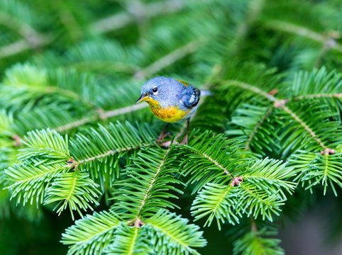 A small warbler of the upper canopy, the Northern Parula can be found in boreal forests of Quebec. It nests in Canada in June and July and after returns south to spend the winter.