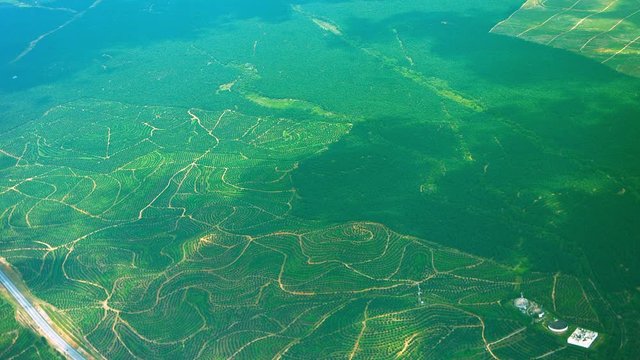 Aerial view of a patterned green carpet of agricultural fields or orchards, from below the cloud line.