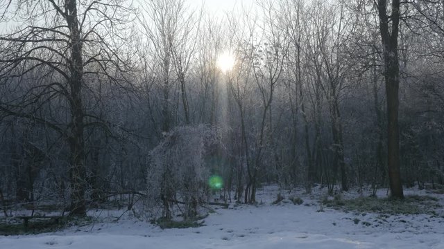 Early morning sun through forest tree tops 4K 2160p UHD video - Sun and tree branches on Kraljevica hill near town of Zajecar 4K 3840X2160 UHD footage 