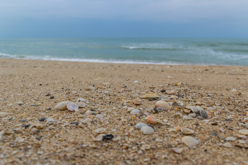 shell on beach in morning