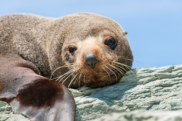Naklejka premium New Zealand Fur seal basking in warmth on rocky coastline ledge.