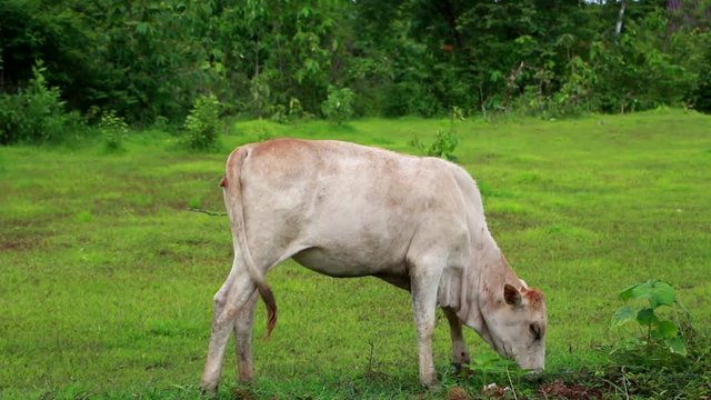 Cows grazing on a field ,Southeast Asia , Thailand