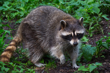 Small raccoon with a raised paw among plants