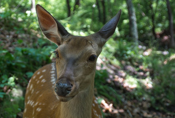 Deer in the wild close-up shot on the forest background
