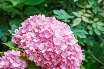 Beautiful pink hydrangeas flower 