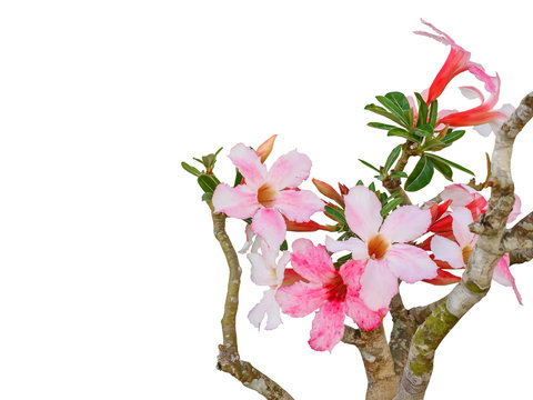 Pink Desert Flower, adenium obesum isolated on white