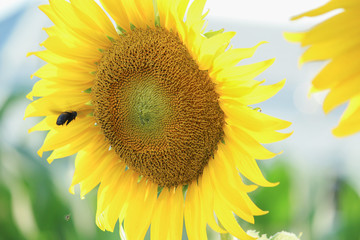 Close up sunflower and bee in sunflower fields

