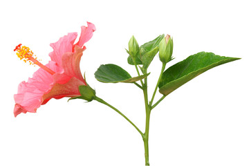 Pink Hibiscus on white background with path