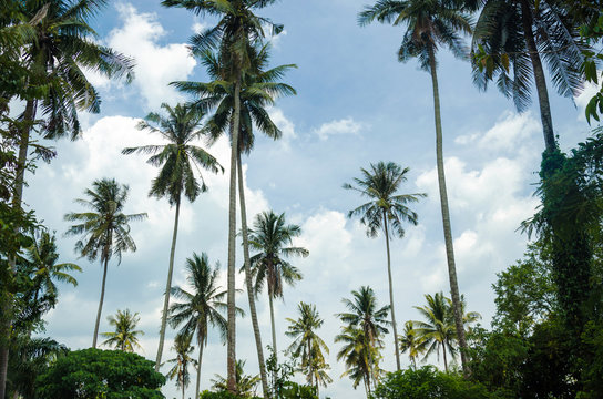 Coconut trees with blue sky background at tropical beach.