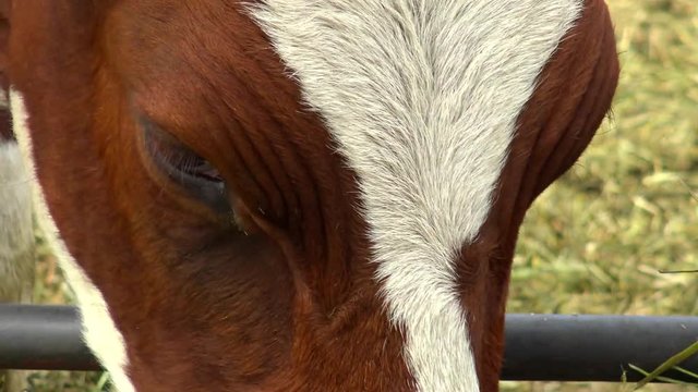 Cow eat grass closeup. Cows are piebald red-white color for a pasture ranch. The animal husbandry in agriculture. Livestock breeding for milk and beef. A farm in the village.