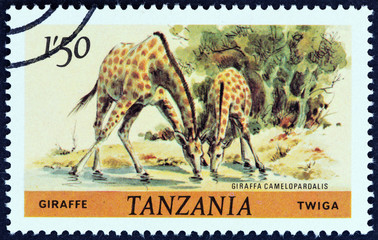 Giraffe (Tanzania 1980)