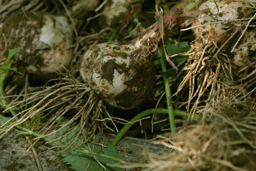 Garlic harvested from the garden