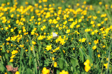 Obraz premium spring grass and flower in a field