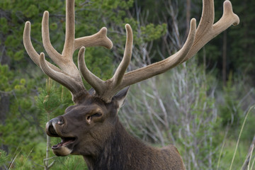 Naklejka premium Bull Elk Yawning Rocky Mountain National Park