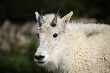 Bighorn Sheep
Breckenridge, CO