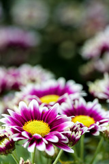 Chrysanthemum flower close up in white background.